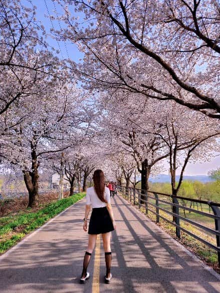 우~~사기다のインスタグラム：「2023 벚꽃없는 벚꽃축제 전에 다녀옴」
