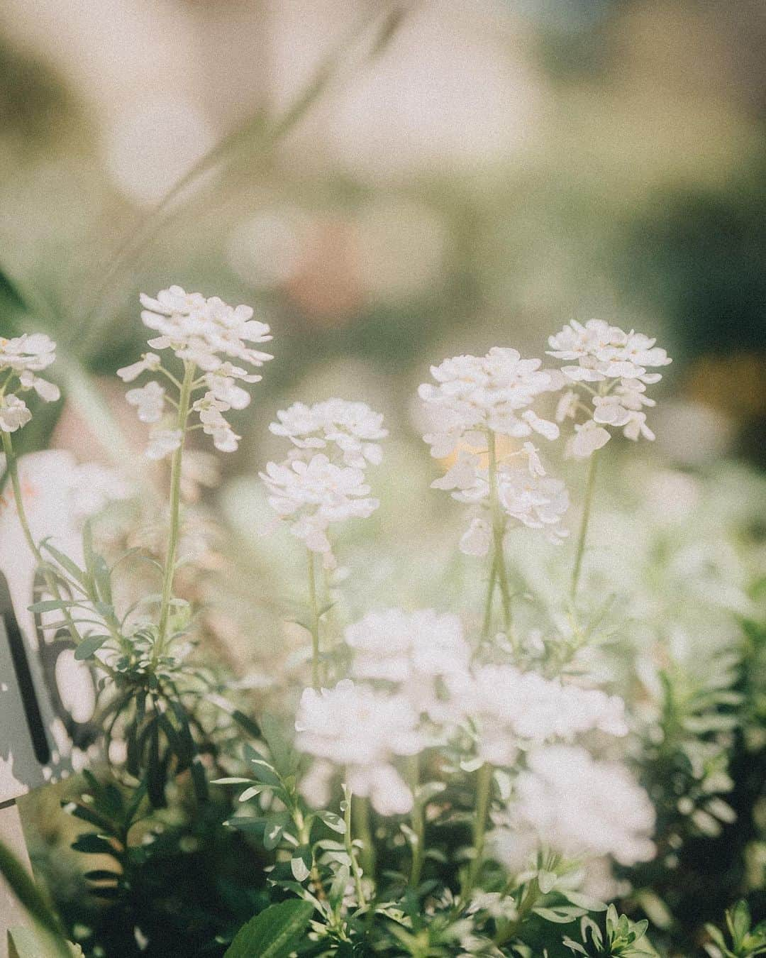 田村良太さんのインスタグラム写真 - (田村良太Instagram)「いや実は桜も写真撮っているんですけど、家の近くの一本しか撮れてないんです😂  そんな桜よりも、暗がりなのに明るく咲くたんぽぽとか、なぜか切なげに見える白い花とか（名前なんだろ）  そんな花に真剣にカメラを向ける春でした☺️  （要約→桜の名所行きたかった）」4月7日 12時27分 - billy.tamura