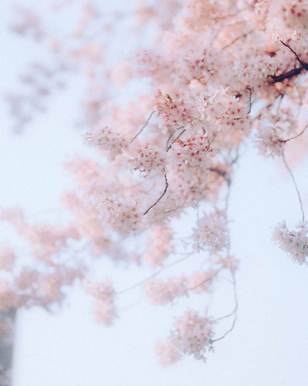 田村良太さんのインスタグラム写真 - (田村良太Instagram)「いや実は桜も写真撮っているんですけど、家の近くの一本しか撮れてないんです😂  そんな桜よりも、暗がりなのに明るく咲くたんぽぽとか、なぜか切なげに見える白い花とか（名前なんだろ）  そんな花に真剣にカメラを向ける春でした☺️  （要約→桜の名所行きたかった）」4月7日 12時27分 - billy.tamura