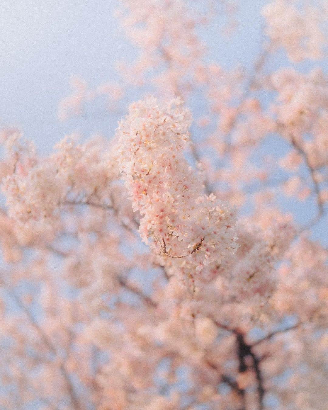 田村良太のインスタグラム：「いや実は桜も写真撮っているんですけど、家の近くの一本しか撮れてないんです😂  そんな桜よりも、暗がりなのに明るく咲くたんぽぽとか、なぜか切なげに見える白い花とか（名前なんだろ）  そんな花に真剣にカメラを向ける春でした☺️  （要約→桜の名所行きたかった）」
