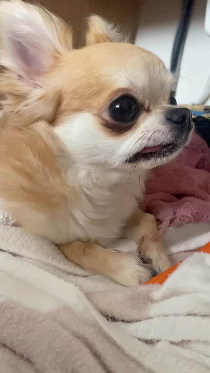 のインスタグラム：「するめ、寝起き🥱。  ． ． ．  #チワワ#ちわわ #chihuahua#犬」