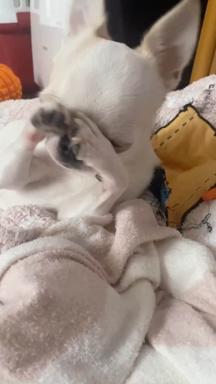 のインスタグラム：「連続投稿🙇‍♀️ いりこ、寝起き🥱。  ． ． ．  #チワワ#ちわわ #chihuahua#犬」