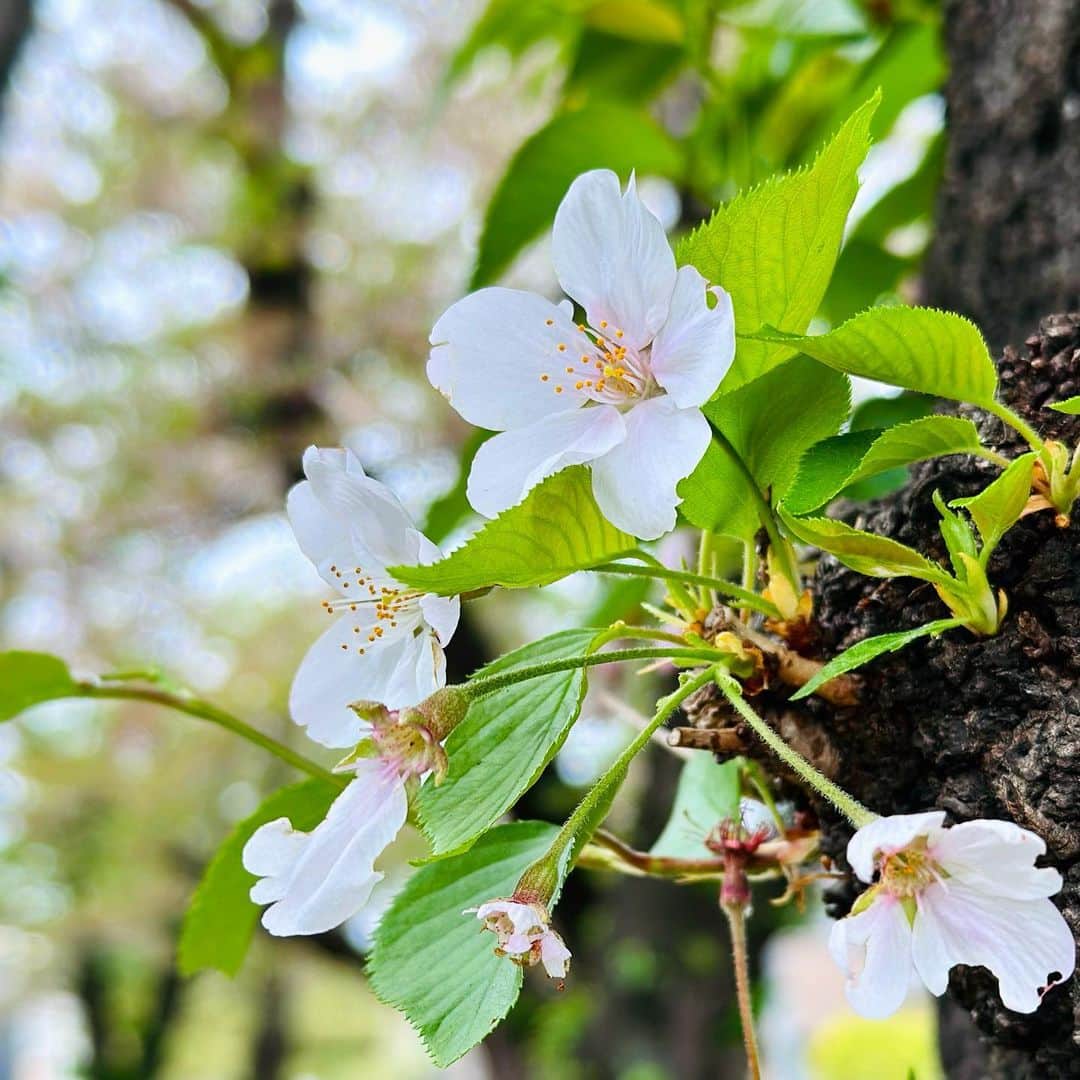 小渕健太郎のインスタグラム：「少し見に来れない間に、綺麗に咲いていました。 葉桜になる頃の新緑の色合いが好きです。  中学の入学式、たしか雨だったなぁ。 不安とワクワクが混ざったような気持ちを、濡れたアスファルトを見て、今、くっきりと思い出しました。  #桜#葉桜」