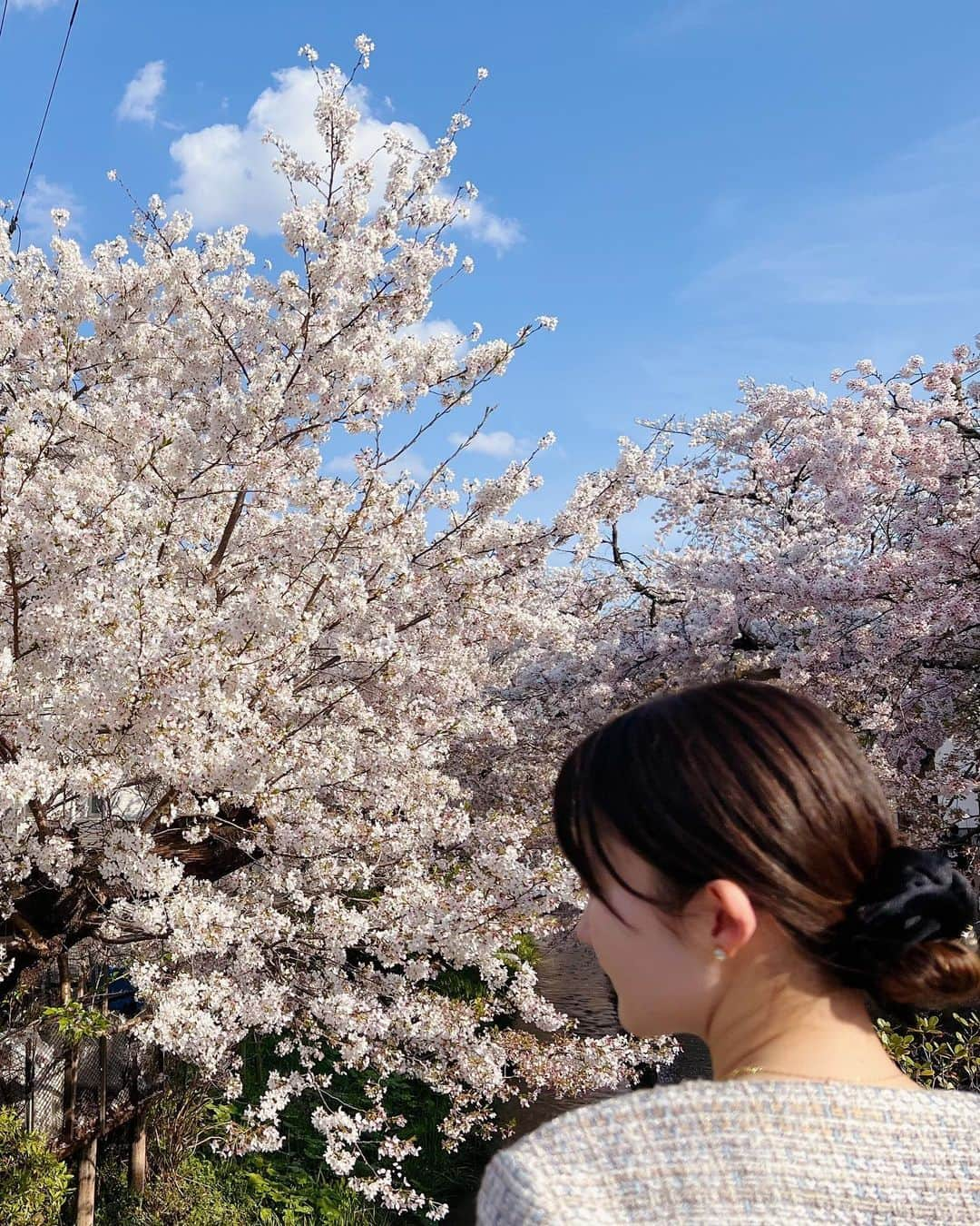 金香里さんのインスタグラム写真 - (金香里Instagram)「🌸  #벗꽃이너무예뻐서  #일본벗꽃  #벗꽃구경  #cherryblossom #beautifulcherryblossoms  #今年の花見 #最高に綺麗でした」4月7日 12時54分 - khyangri