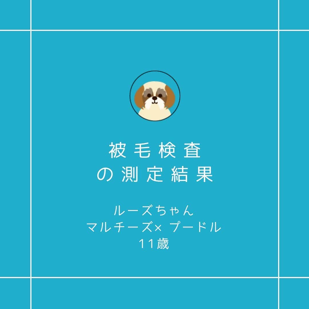 原アンナのインスタグラム：「ルーズちゃん（マルチーズ×プードル　12歳6ヵ月）の被毛検査   年齢も高くなってきたので何かと心配…ということで、被毛検査を受けることになりました。  結果は、必須ミネラルの値は低め、特に主要ミネラルのカルシウムとマグネシウムは低値注意と、あまり良い結果ではありませんでした。  有害金属5種類は、要注意ではないものの、高めです。 有害金属は本来、あってはならないものなので、これも不安材料です。  飼い主様も危機感を感じておられ、「愛犬専科 イオン化発酵ミネラル液体サプリメント」の摂取が始まりました。  ３か月後の二度目の被毛検査では、必須ミネラルは全体としては改善が見られましたが、  □「カルシウム」21ppb↑27ppb（微増、まだ低値注意） □「マグネシウム」3.5ppb↑3.7ppb（微増、まだ低値注意）  という結果。  一方で、有害金属も数値的に全て減少し、改善傾向でした。  さらに、６か月後の三度目の被毛検査…。  必須ミネラルは更に改善傾向で問題の「カルシウム」「マグネシウム」は確実に改善しています。 でもまだまだ安心できる値にはなっていませんでした。  □「カルシウム」21ppb↑27ppb↑29ppb □「マグネシウム」3.5ppb↑3.7ppb↑4.3ppb  有害金属についても継続摂取の効果は出ているので、飼い主様にも少し安心をしてもらえています。  「被毛検査で悪い状態を知り、それを放置しないで対処する」、そのお手伝をできることが当社の喜びです。  ルーズちゃん、もちろん「愛犬専科」継続中です！  ＠ami_aikennsenka www.ami-dc.com  #被毛検査 #愛犬専科 #アミー合同会社 #必須ミネラル #カルシウム #ミネラル #イオン化ミネラル #マルチーズ×プードル #マルチーズ #プードル  @annahara821」