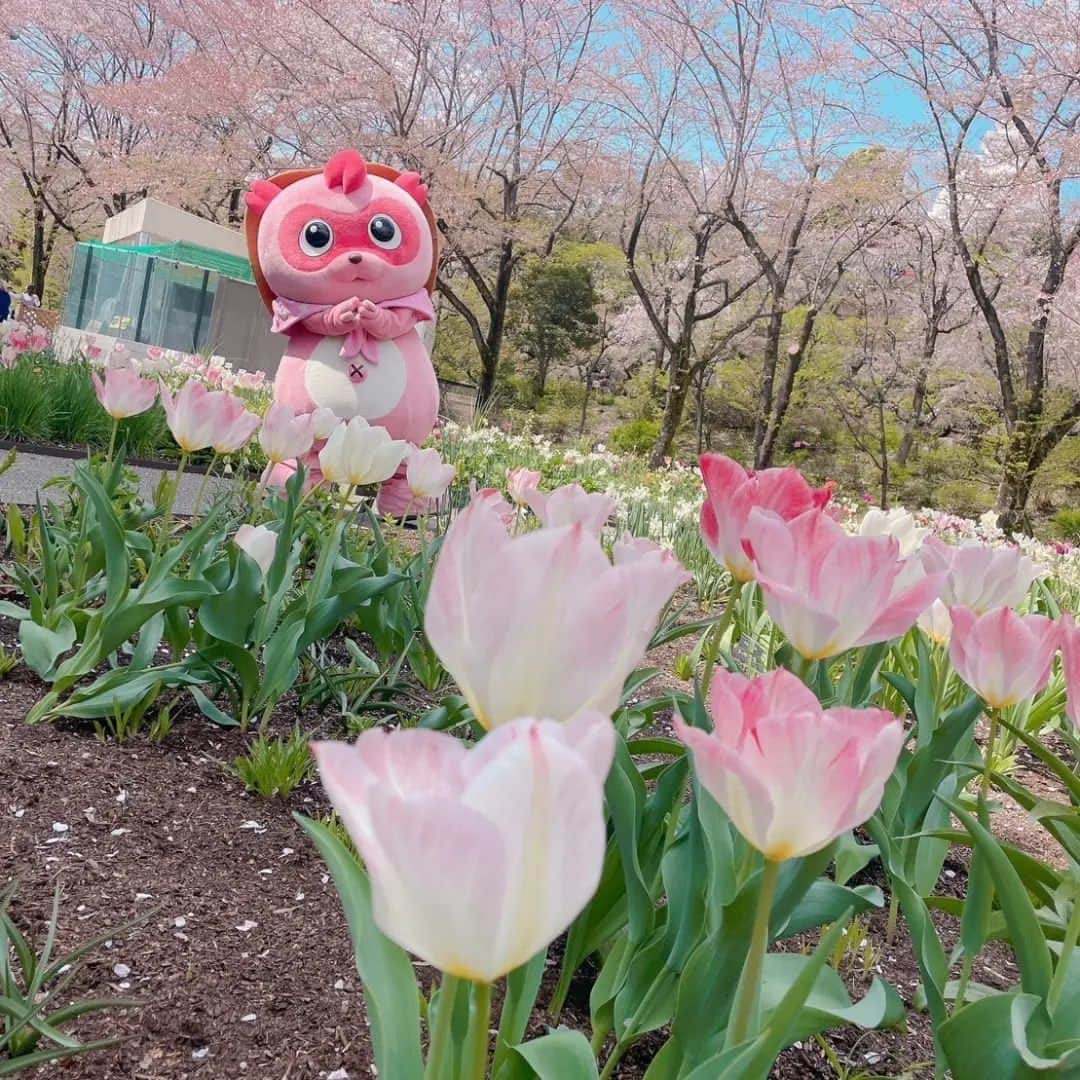 よみうりランドのインスタグラム：「みなさんはこの時期だけ現れるキャラクター「ピンポン」を知っていますか？今年はHANA・BIYORIで会えるようです✨ 桜が散ってしまったからか、どこか物憂げな気も…。 #よみうりランド  #HANA・BIYORI #会えるのは4月9日まで」