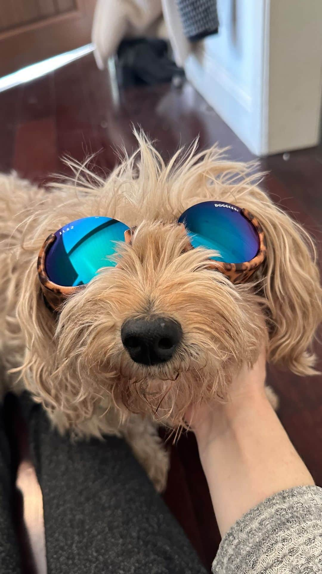 ホーランド・ロデンのインスタグラム：「Have a dog daughter.  Dog daughter goes to optometrist.  Now Fievel is in Doggles for her hardened lenses.  And when I’m craving a painting class…」