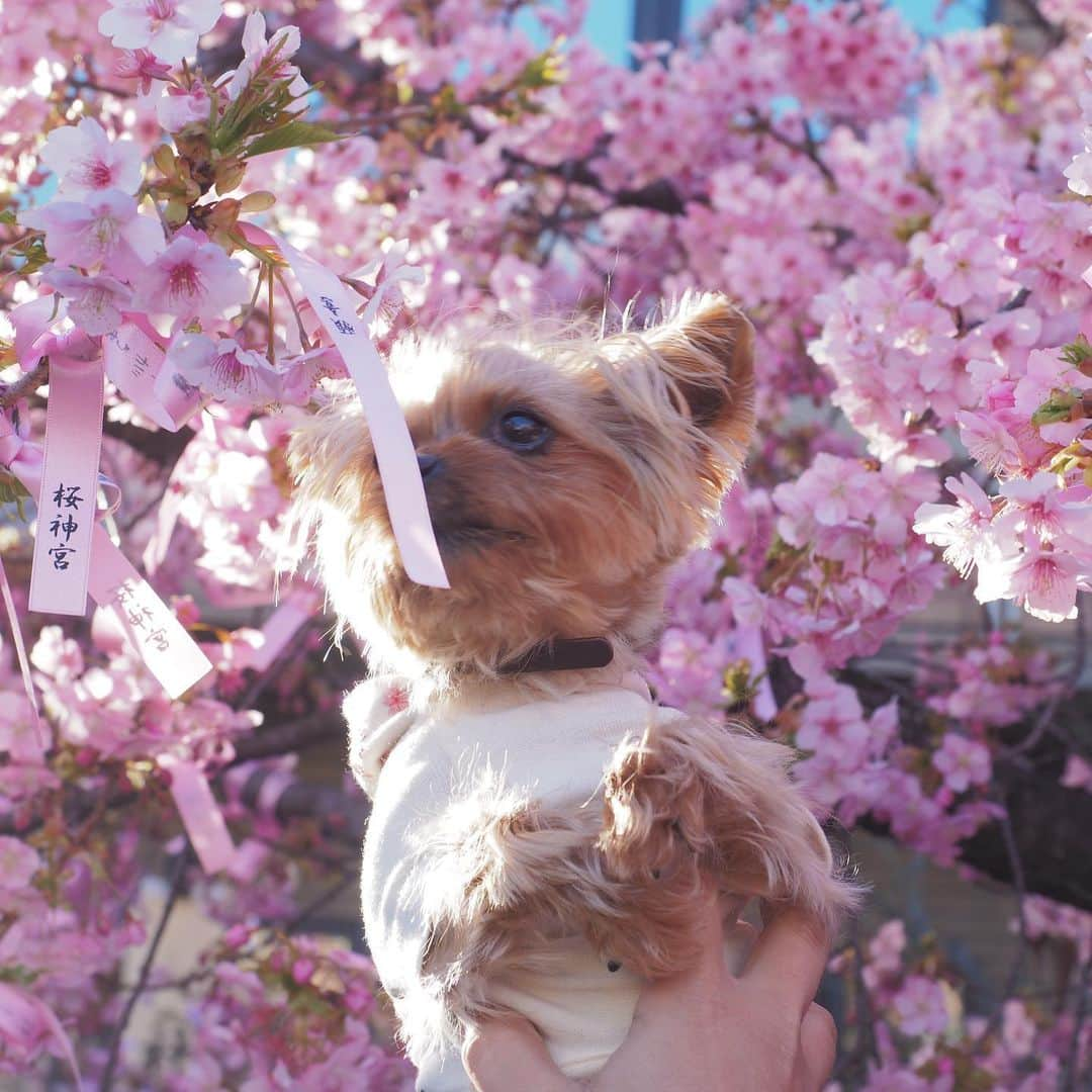 Rubyのインスタグラム：「2023🌸  振り返り。 近所の河津桜で今年の桜シーズン始まりました。  📍世田谷の桜神宮 桜新町駅近くの神社。 毎月変わる桜の可愛い御朱印が人気なんだって。  撮影したのは2月26日でした。 もうすでに満開すぎたかなぁってくらい。  来年も楽しみ。  #yorkie #yorkshireterrier #ヨーキー #ヨークシャテリア #sakura #桜2023 #桜神宮」