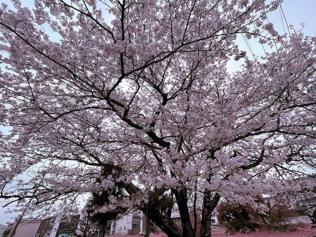 トキさんのインスタグラム写真 - (トキInstagram)「今年はあんまり外に出て、大好きな桜の花を見上げられなかったな🌸 気がついたらもう散ってしまっていて後悔。 いろいろと忙しくても、 たまにはぐーっと伸びをして 顔を上げて、今しか無い綺麗な景色を見落とさないようにしなくちゃな。  #Aldious #アルディアス #aldioustoki」4月7日 13時52分 - aldioustoki
