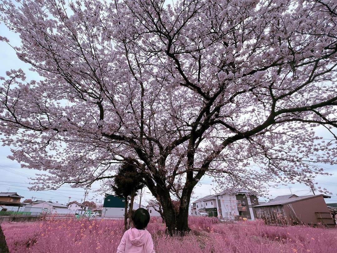 トキさんのインスタグラム写真 - (トキInstagram)「今年はあんまり外に出て、大好きな桜の花を見上げられなかったな🌸 気がついたらもう散ってしまっていて後悔。 いろいろと忙しくても、 たまにはぐーっと伸びをして 顔を上げて、今しか無い綺麗な景色を見落とさないようにしなくちゃな。  #Aldious #アルディアス #aldioustoki」4月7日 13時52分 - aldioustoki