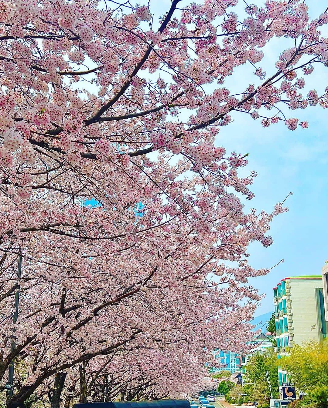 パク・セヨンのインスタグラム：「🌸😍」
