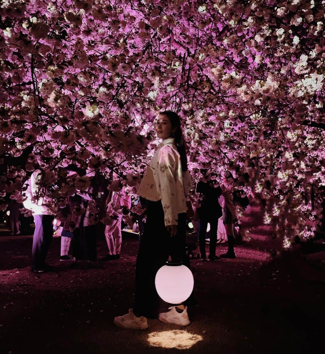 村元哉中のインスタグラム：「Just me in a Dreamland 🌸🌸🌸 #新宿御苑 #sakuranightgarden  #夜桜 #cherryblossom」