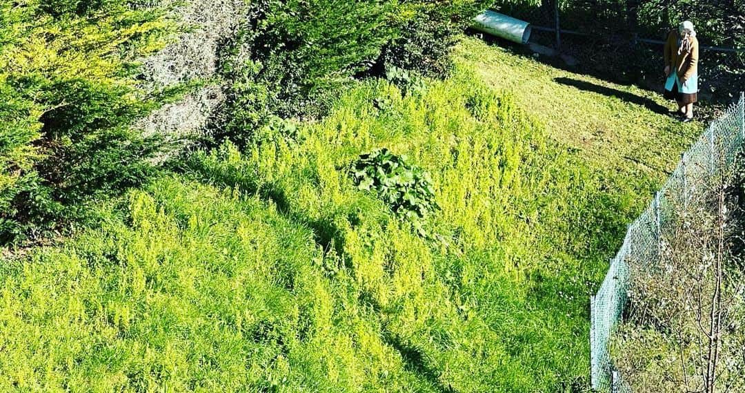 辻仁成さんのインスタグラム写真 - (辻仁成Instagram)「なんか、隣の芝生が青々と見えた。おばあさまが可愛かった。」4月7日 14時48分 - tsujihitonari