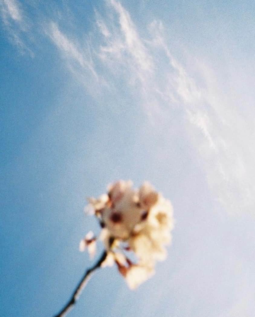 高橋龍之介さんのインスタグラム写真 - (高橋龍之介Instagram)「April 2023.🌸🎞」4月7日 14時50分 - ryunosukesinsen_official