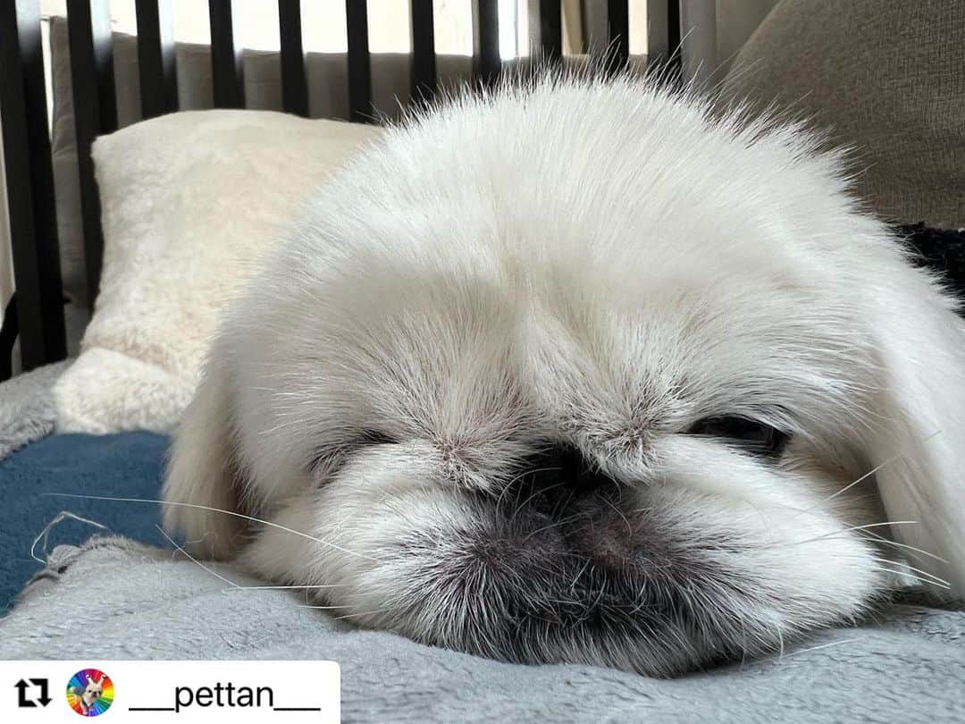 【公式】いぬのきもち・ねこのきもちのインスタグラム：「#Repost @___pettan___ さんのぺったん。  つぶれちゃった😍  いっぱいお散歩して、 寝んね💤  ハッシュタグ #いぬのきもち #ねこのきもち に投稿いただいた可愛い写真をご紹介しています！ 「いぬのきもちWEB　MAGAZINE」、「ねこのきもちWEB MAGAZINE」でもご紹介させていただくことも！  -------------------  .  #いぬ #いぬすたぐらむ #いぬのいる暮らし #いぬのきもち #いぬ好き #犬 #犬好きさんと繋がりたい #犬のいる生活 #犬と暮らす #犬好き #dog #dogsofinstagram #dogstagram」