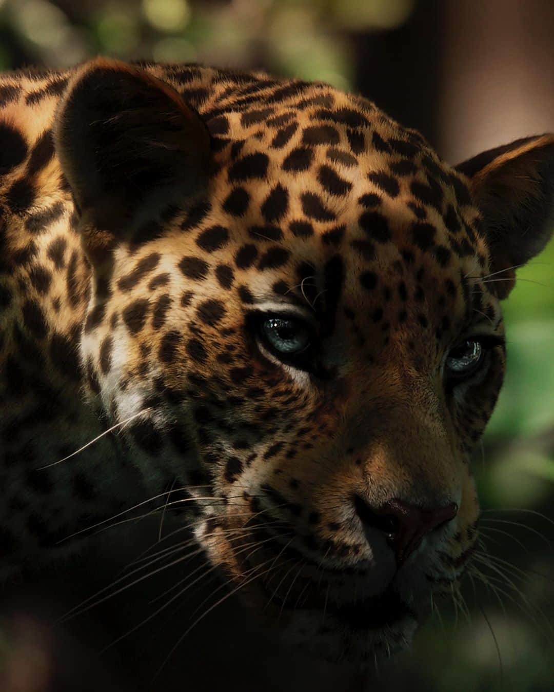 カルティエのインスタグラム：「Led by instinct alone, Vanessa Kirby transforms into her alter ego, a feline, the reflection of her personality, both predatory and protective. @vanessa__kirby #PanthèredeCartier #CartierParfums」