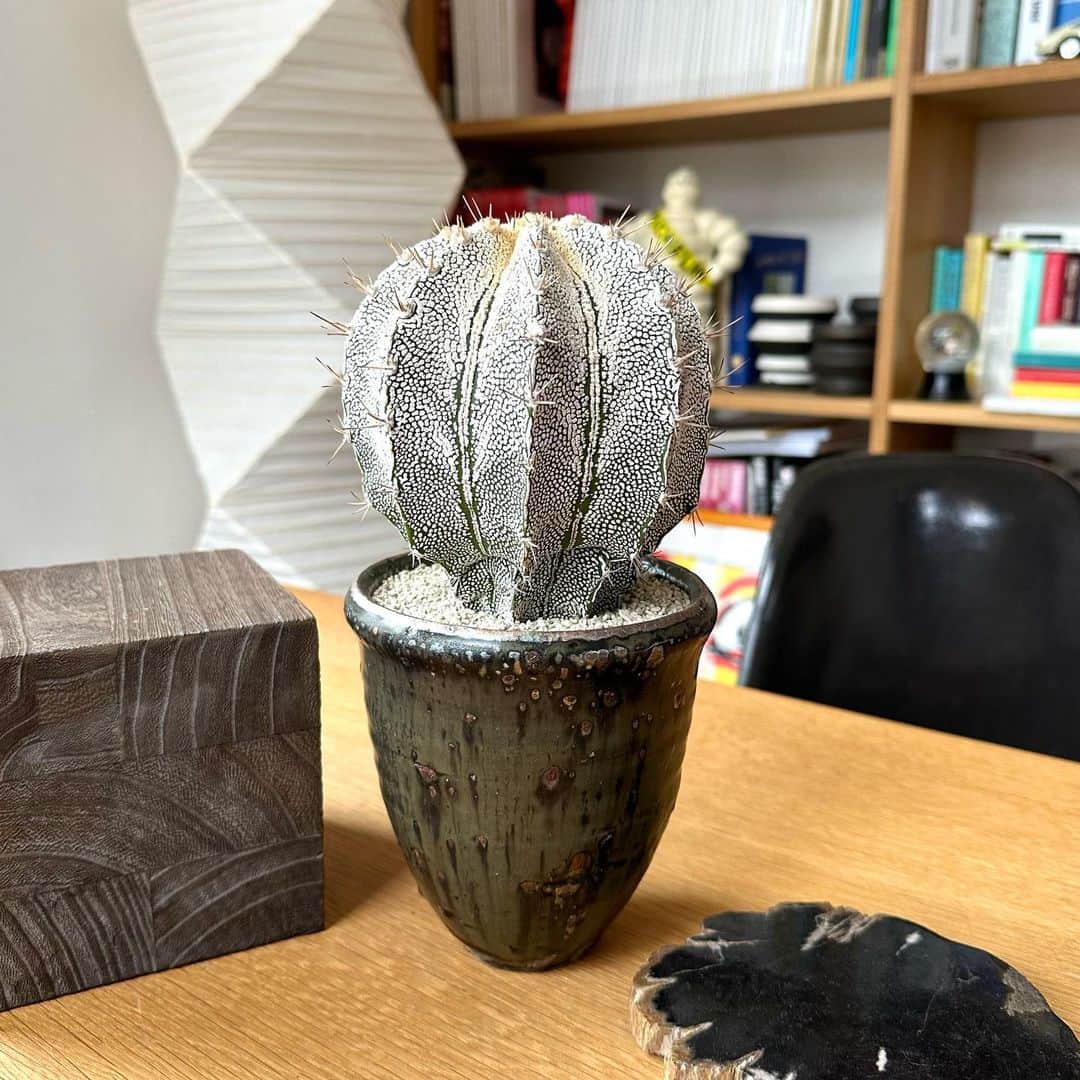 the.daily.obsessionsのインスタグラム：「・ アストロフィツム恩塚般若と小野象平さんの黒化粧植木鉢。 小野さん植え替えましたよ。」