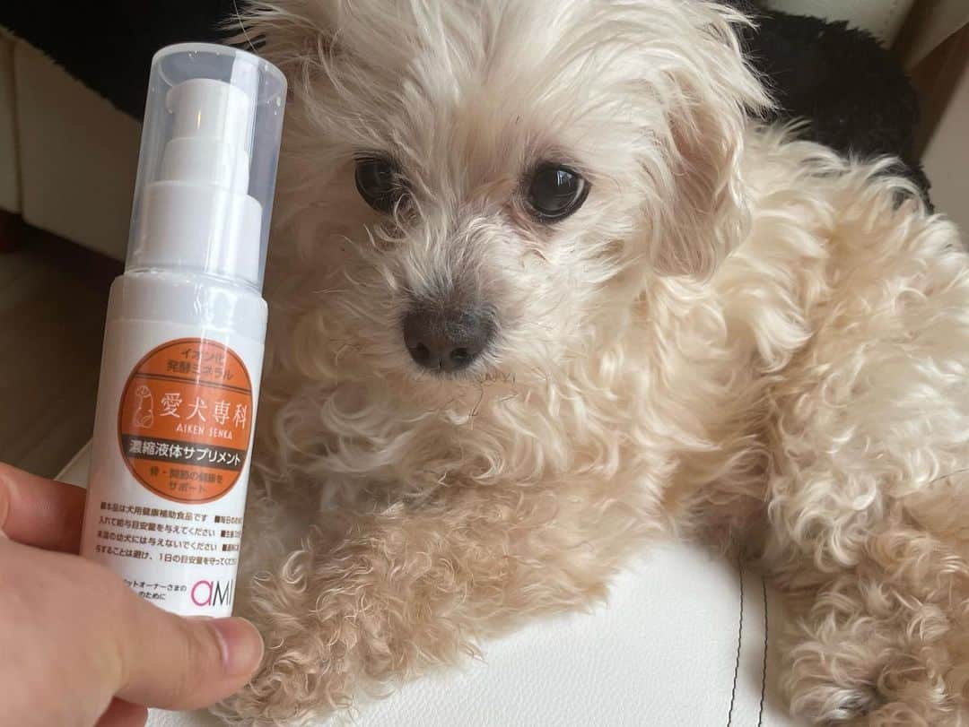 原アンナさんのインスタグラム写真 - (原アンナInstagram)「愛しの愛しのルーズさん🐶✨✨  #愛犬専科 のサプリメントをあげるようになって9ヶ月くらいが経ちました💡💡  今はすごく元気なんだけど、12歳ということで、色々心配してるんだけど、 特に心配している「カルシムウ」の値が少し上がっていて嬉しいです😭😭🙏  脱臼した経験もあるので、これからも続けたい💪💪  合わせてたくさんお散歩も行って、これからも健康で長生きしてね♡ 愛してるよ♡」4月7日 16時20分 - annahara821