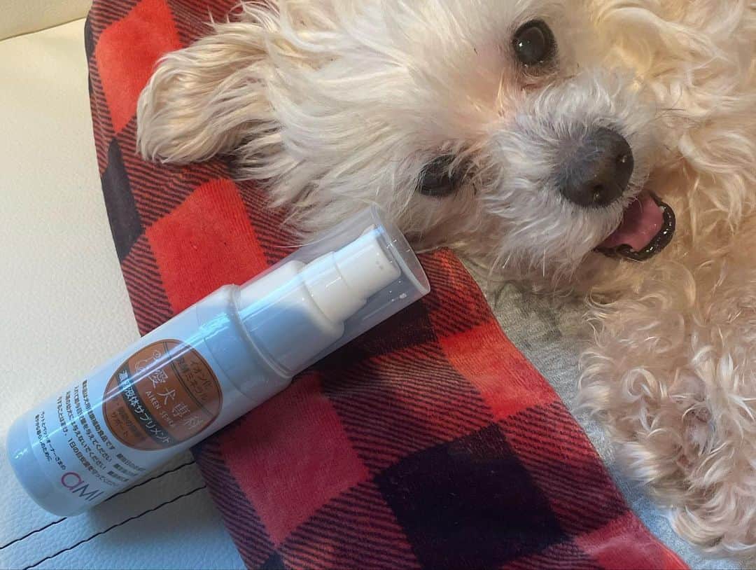 原アンナさんのインスタグラム写真 - (原アンナInstagram)「愛しの愛しのルーズさん🐶✨✨  #愛犬専科 のサプリメントをあげるようになって9ヶ月くらいが経ちました💡💡  今はすごく元気なんだけど、12歳ということで、色々心配してるんだけど、 特に心配している「カルシムウ」の値が少し上がっていて嬉しいです😭😭🙏  脱臼した経験もあるので、これからも続けたい💪💪  合わせてたくさんお散歩も行って、これからも健康で長生きしてね♡ 愛してるよ♡」4月7日 16時20分 - annahara821