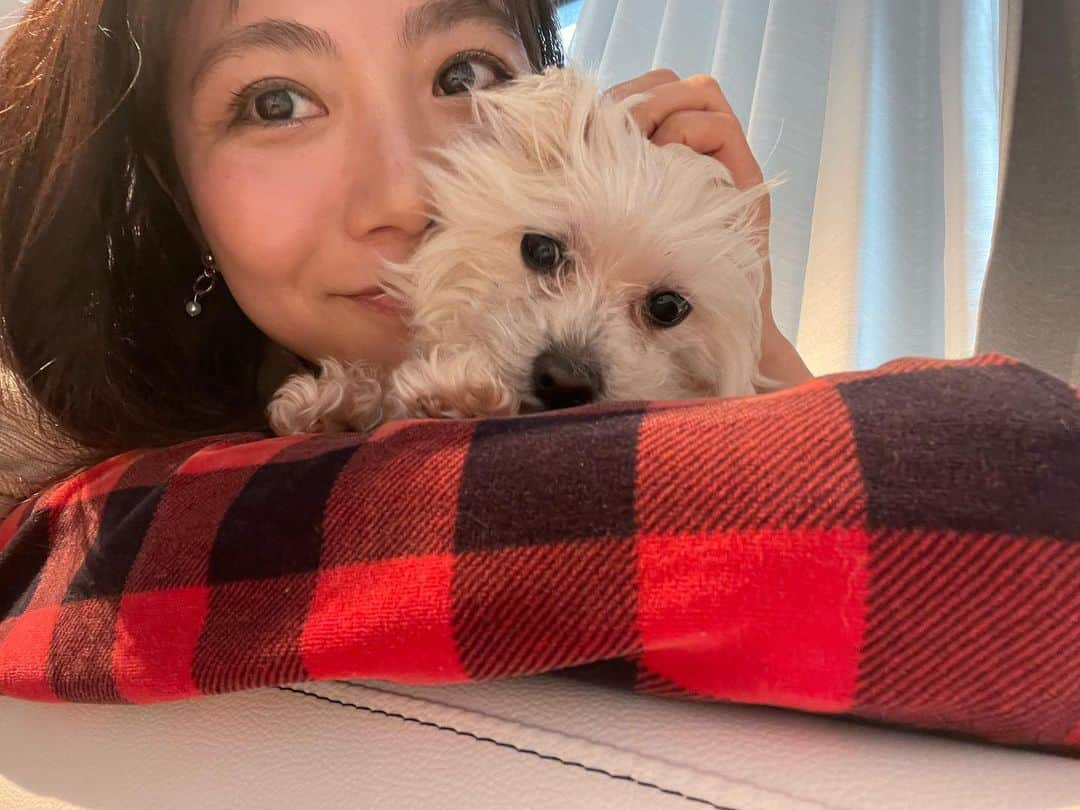 原アンナのインスタグラム：「愛しの愛しのルーズさん🐶✨✨  #愛犬専科 のサプリメントをあげるようになって9ヶ月くらいが経ちました💡💡  今はすごく元気なんだけど、12歳ということで、色々心配してるんだけど、 特に心配している「カルシムウ」の値が少し上がっていて嬉しいです😭😭🙏  脱臼した経験もあるので、これからも続けたい💪💪  合わせてたくさんお散歩も行って、これからも健康で長生きしてね♡ 愛してるよ♡」