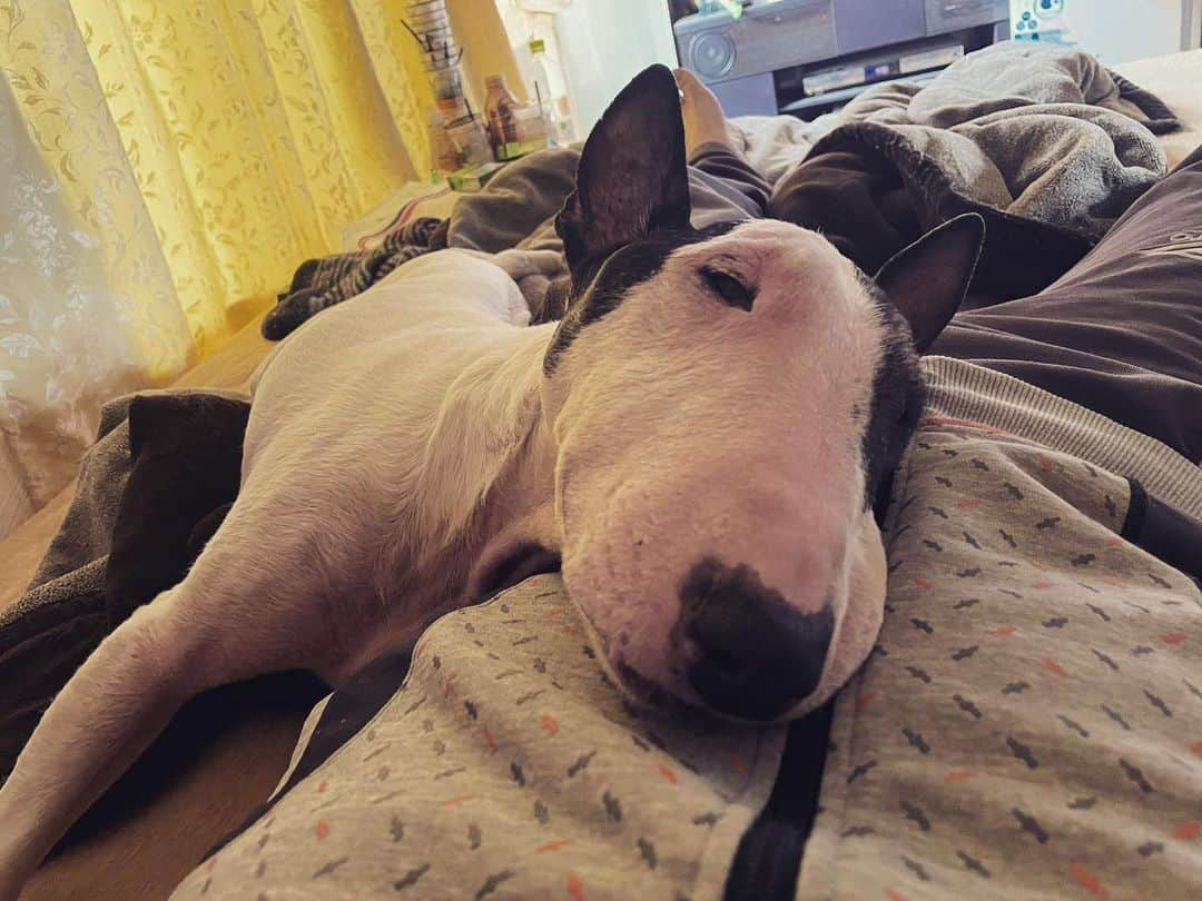 Q太郎さんのインスタグラム写真 - (Q太郎Instagram)「#minituru#bull#terrier#minibullterrier#miniturubullterrier#dog#dogstagram#cute#qtaro#love#family#ミニチュア#ブルテリア#ミニチュアブルテリア#Q太郎」4月7日 16時24分 - qtaro.jun