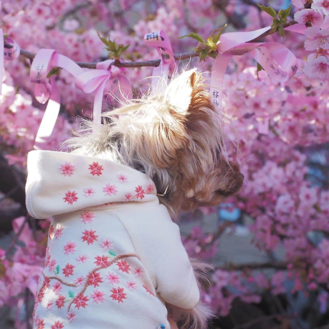 のインスタグラム：「2023🌸  今年も桜のお洋服が大活躍でした。 一歳になる前に購入したからもう9年目。 想い出いっぱいのお洋服。  #yorkie #yorkshireterrier #ヨーキー #ヨークシャテリア #桜 #桜🌸 #桜神宮」