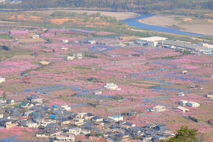 和みわかやまさんのインスタグラム写真 - (和みわかやまInstagram)「. 春先から梅、桜と続いてますが、紀の川市桃山町ではビビットなピンク色の桃の花がキレイに咲いていました🌸🌿  📷：@hashisora 📍：和歌山市エリア 紀の川市  和歌山の写真に #nagomi_wakayama のハッシュタグをつけて投稿いただくと、その中から素敵な写真をリポストします😉 . . . #和歌山 #和歌山観光 #和歌山旅行 #わかやま #和みわかやま #wakayama #wakayamajapan #wakayamatrip #wakayamatravel #nagomi_wakayama #wakayamagram #桃 #桃の花 #桃山町 #紀の川市 #フルーツ #momoyama #peach #fruit #peachfields #旅行 #国内旅行 #旅行好きな人と繋がりたい #観光 #travel #trip #travelgram #japan #travelphotography」4月7日 17時00分 - nagomi_wakayama_tourism
