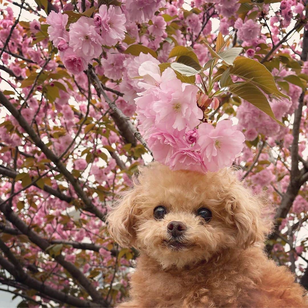 ふわのインスタグラム：「雨の合間のふわ散歩。  八重桜とふわ ゴージャス髪飾り風に。  #toypoodle#toypoodlegram#dogsofinstagram#instadog#doglover#doglife#cutedog#dog#fuwamama#ふわ#ふわもこのふわ#トイプードル#ふわもこ部#犬バカ部#親バカ部#犬のいる暮らし#いぬすたぐらむ#八重桜」