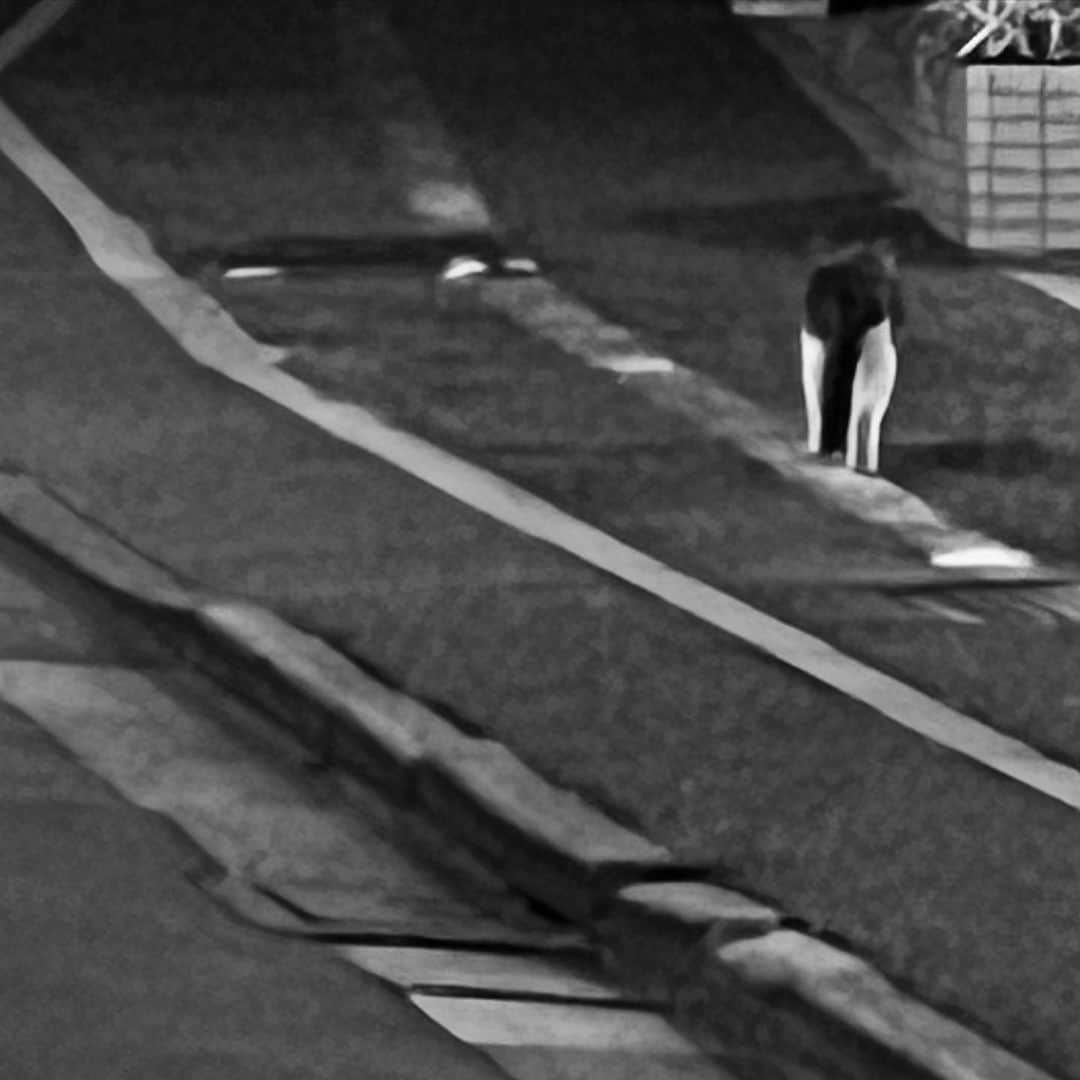 藤林泰也さんのインスタグラム写真 - (藤林泰也Instagram)「プリチイなおちり #猫#見つけたら撮る」4月7日 17時56分 - yasunari_fujibayashi