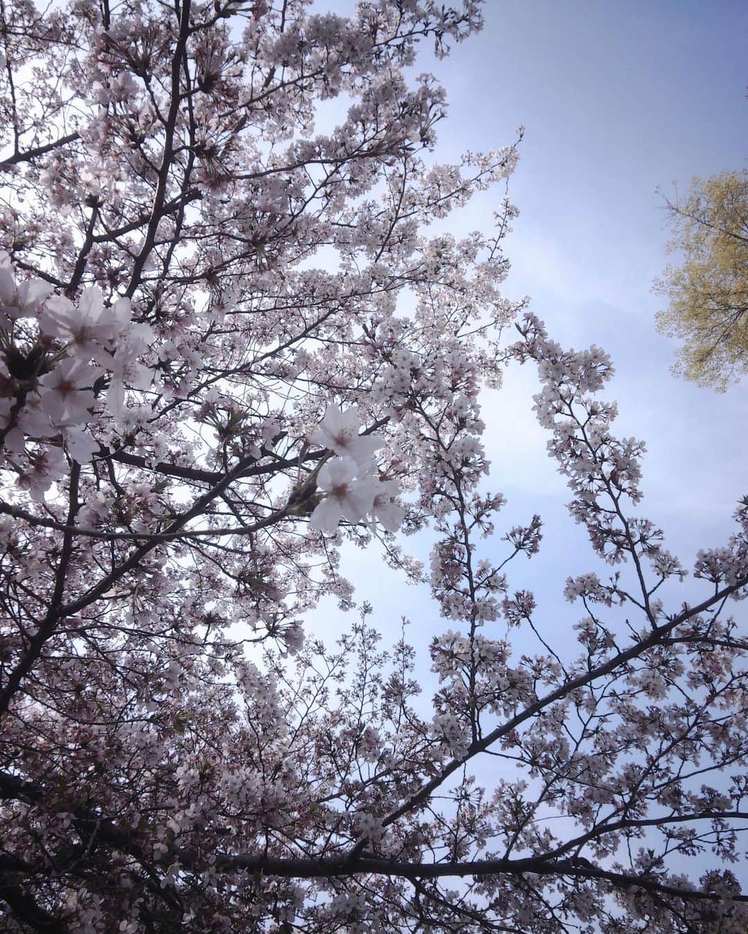 鎌田菜月さんのインスタグラム写真 - (鎌田菜月Instagram)「🌧️  雨でもう散っちゃうかな？  #cherryblossom #桜  #papershoot #思い出グラム」4月7日 18時00分 - nacky_k829