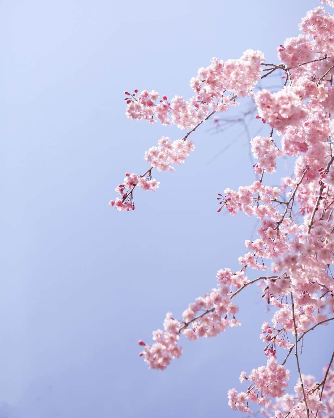 harumiのインスタグラム：「Happy weekend💕💕💕 cherry blossoms🌸🌸🌸  とうとう今年の桜もこの雨で終了💦 たくさん癒しをありがとう🌸 また来年も楽しめますように💗💗💗  #さくら」