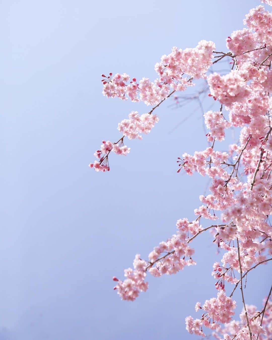 のインスタグラム：「Happy weekend💕💕💕 cherry blossoms🌸🌸🌸  とうとう今年の桜もこの雨で終了💦 たくさん癒しをありがとう🌸 また来年も楽しめますように💗💗💗  #さくら」