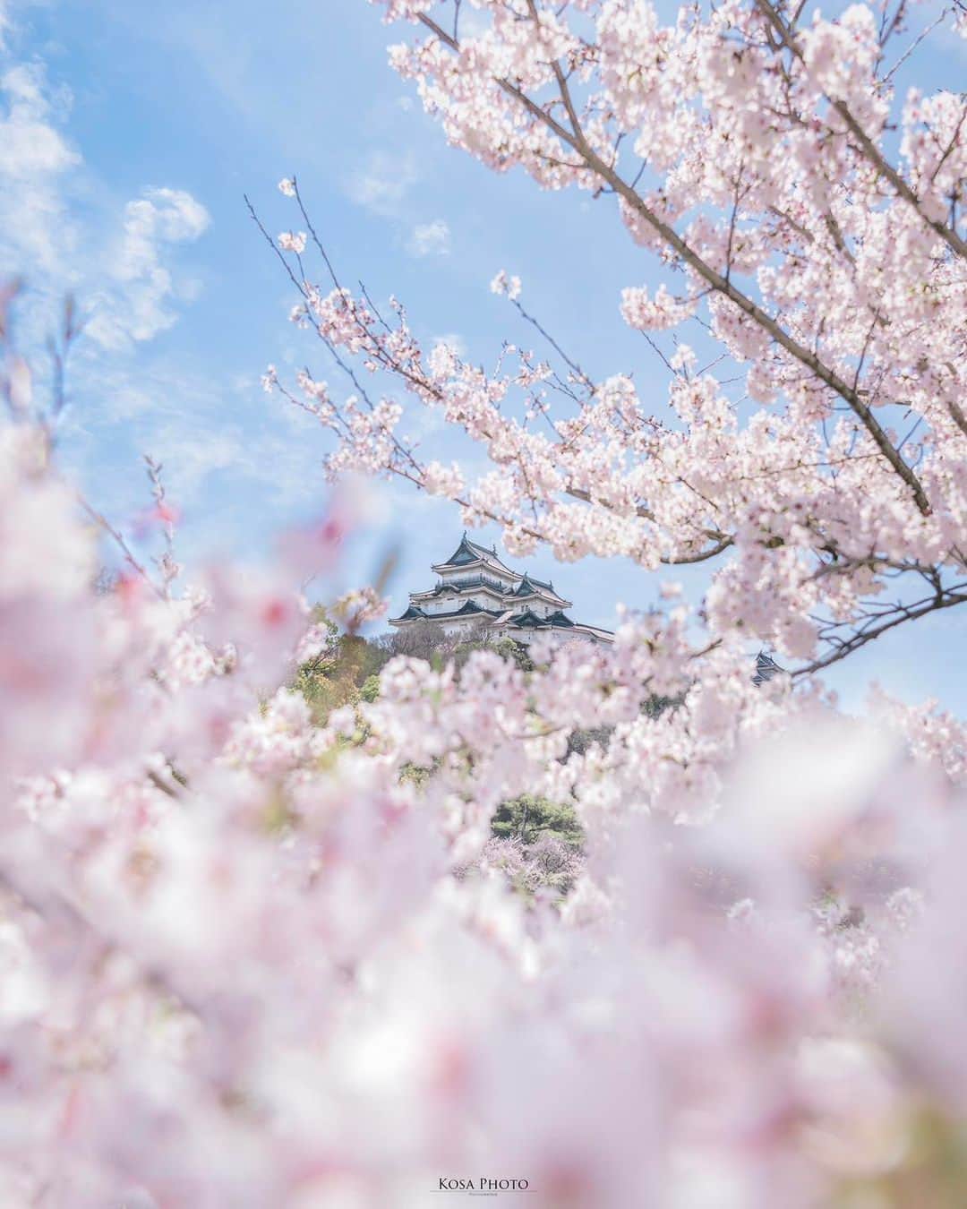 Visit Wakayamaのインスタグラム：「. Enjoy the timeless view of Wakayama Castle framed by cherry blossoms. 📸 @kosa_photo 📍 Wakayama Castle, Wakayama」