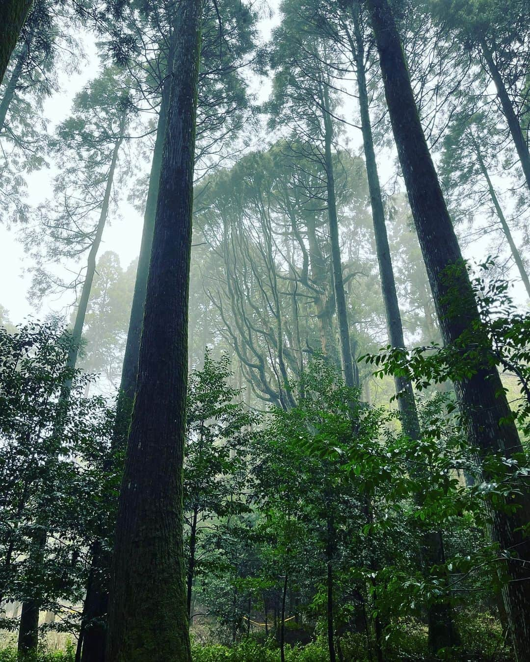 鈴木砂羽さんのインスタグラム写真 - (鈴木砂羽Instagram)「鹿児島の霧島で映画の撮影中です！  撮休の本日は以前から訪れてみたかった 霧島神宮と霧島東神社に 行って参りました⛩  前の晩から 結構雨が降っていましたが、 「雨は龍神さまが 歓迎してくれているってことだよ🐉」 というお話しを宮司さんに していただき、 うねうねな山道もなんだか ウキウキとドライブしました。 龍って聞くと俄然張り切っちゃうから 不思議です〜。  雨に濡れた春の樹々から 力強い息吹が感じられて とってもリフレッシュできました🌿  これでまた残りの 撮影も頑張りまーす！  #劇場映画 #オールドカーてんとう虫のプロポーズ #撮影中 #鹿児島 #霧島 #霧島神宮 #御池 #宮崎県  誰もいない #霧島東神社 静謐で荘厳な、、、 でも、 とても優しい神社でした💫☔️💫」4月7日 18時22分 - bombon_sawa