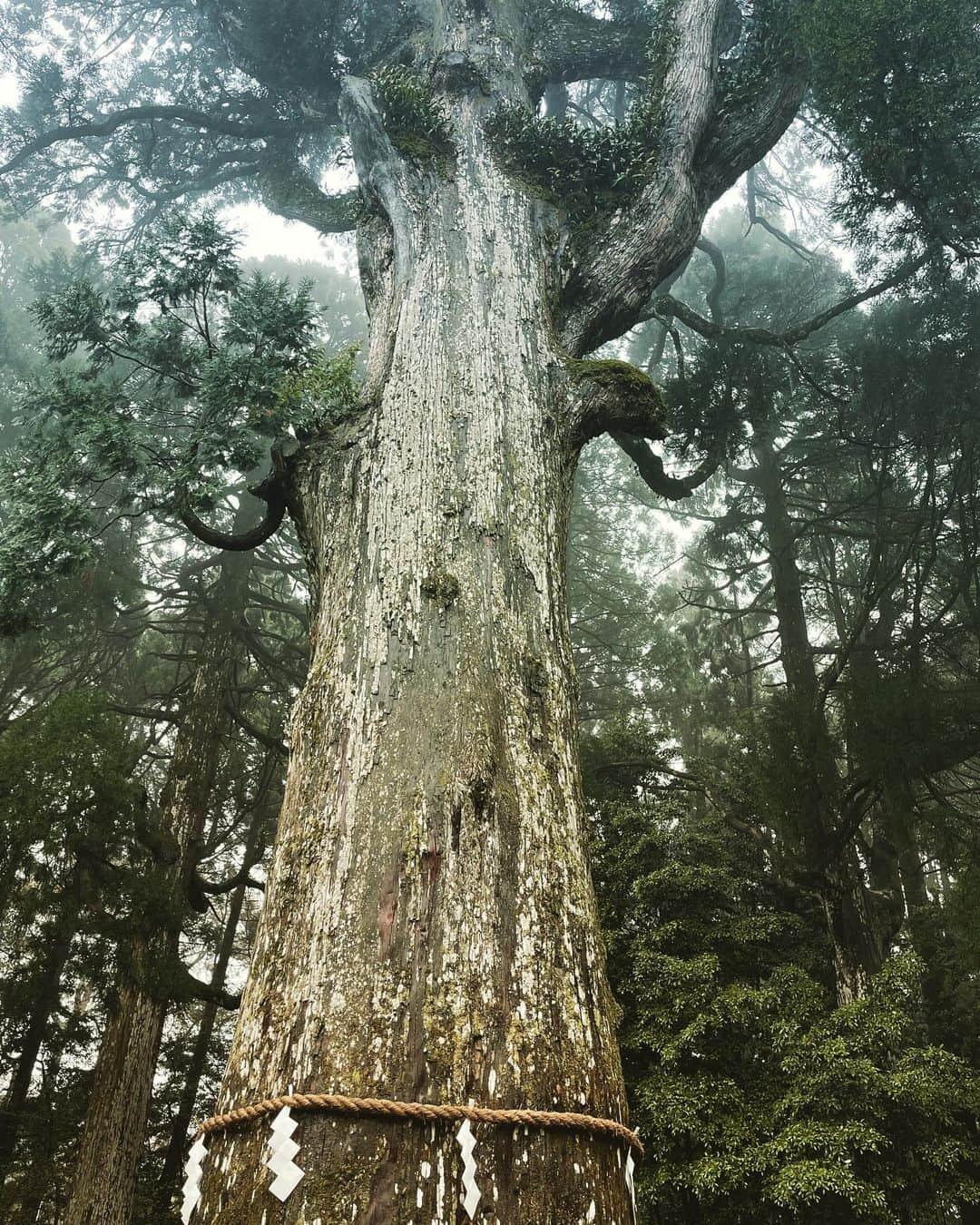 鈴木砂羽さんのインスタグラム写真 - (鈴木砂羽Instagram)「鹿児島の霧島で映画の撮影中です！  撮休の本日は以前から訪れてみたかった 霧島神宮と霧島東神社に 行って参りました⛩  前の晩から 結構雨が降っていましたが、 「雨は龍神さまが 歓迎してくれているってことだよ🐉」 というお話しを宮司さんに していただき、 うねうねな山道もなんだか ウキウキとドライブしました。 龍って聞くと俄然張り切っちゃうから 不思議です〜。  雨に濡れた春の樹々から 力強い息吹が感じられて とってもリフレッシュできました🌿  これでまた残りの 撮影も頑張りまーす！  #劇場映画 #オールドカーてんとう虫のプロポーズ #撮影中 #鹿児島 #霧島 #霧島神宮 #御池 #宮崎県  誰もいない #霧島東神社 静謐で荘厳な、、、 でも、 とても優しい神社でした💫☔️💫」4月7日 18時22分 - bombon_sawa