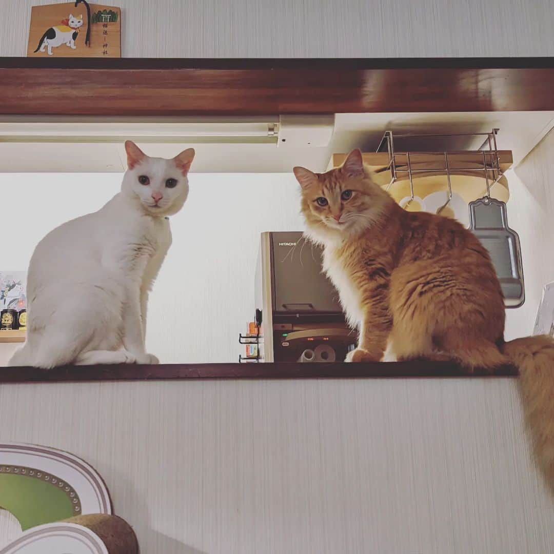 岡田屋鉄蔵のインスタグラム：「すっごい見てきてご飯食べづらいんすけど。」