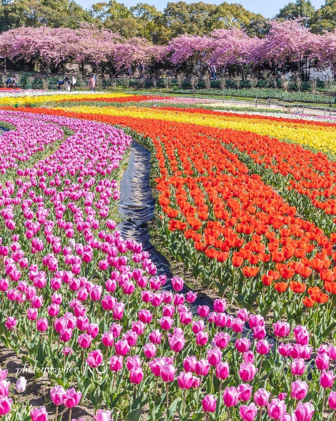 エイチ・アイ・エスさんのインスタグラム写真 - (エイチ・アイ・エスInstagram)「＼180万球のチューリップ🌷／  国内最大級の花園、三重県のなばなの里にある「花ひろば」では、チューリップが見ごろを迎えています✨  花スポットを訪れるのも、春の旅ならではの楽しみ方ですね💐 皆さんはどんな春の花を楽しみましたか❓  …………………………………………………………… 📍 #なばなの里  📸 @mokousa1 さん  国内最大級の花園には180万球のチューリップが咲き、 ここに1歩足を踏み入れた瞬間「きゃ〜可愛い〜💕」と 目がハートになること間違いなしです❤️ ……………………………………………………………  旅先探しのヒントは こちらをチェック▶︎▶︎▶︎ @his_japan  —————— 📷旅のお写真募集中✈️ ——————  日本中、世界中の春旅のお写真を募集中🌸 #春旅のセカイ2023 のハッシュタグを付けて投稿してね🌹  また、旅の思い出は、@his_japan OR #his_japan2023 を付けてシェアしてください🙌  過去PICもOKです❗️  集まったお写真は、HISのSNSやオウンドメディアでご紹介🙆‍♀️  #旅の思い出 #国内旅行 #三重おすすめ #チューリップまつり #三重旅行 #三重観光スポット #花ひろば  #次の旅先リスト #旅行好きな人と繋がりたい #写真好きな人と繋がりたい #旅したくなるフォト #旅スタグラム #インスタトラベル #女子旅 #カップル旅 #家族旅行  #instatravel #instapassport #photooftheday #instaphotography #worldtravelpics #worldtraveler #japantravelphoto #miestagram #nabananosato   #tulipfestival」4月7日 18時30分 - his_japan