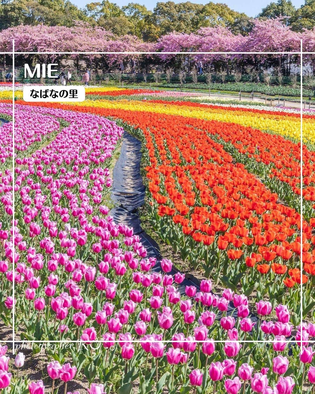 エイチ・アイ・エスのインスタグラム：「＼180万球のチューリップ🌷／  国内最大級の花園、三重県のなばなの里にある「花ひろば」では、チューリップが見ごろを迎えています✨  花スポットを訪れるのも、春の旅ならではの楽しみ方ですね💐 皆さんはどんな春の花を楽しみましたか❓  …………………………………………………………… 📍 #なばなの里  📸 @mokousa1 さん  国内最大級の花園には180万球のチューリップが咲き、 ここに1歩足を踏み入れた瞬間「きゃ〜可愛い〜💕」と 目がハートになること間違いなしです❤️ ……………………………………………………………  旅先探しのヒントは こちらをチェック▶︎▶︎▶︎ @his_japan  —————— 📷旅のお写真募集中✈️ ——————  日本中、世界中の春旅のお写真を募集中🌸 #春旅のセカイ2023 のハッシュタグを付けて投稿してね🌹  また、旅の思い出は、@his_japan OR #his_japan2023 を付けてシェアしてください🙌  過去PICもOKです❗️  集まったお写真は、HISのSNSやオウンドメディアでご紹介🙆‍♀️  #旅の思い出 #国内旅行 #三重おすすめ #チューリップまつり #三重旅行 #三重観光スポット #花ひろば  #次の旅先リスト #旅行好きな人と繋がりたい #写真好きな人と繋がりたい #旅したくなるフォト #旅スタグラム #インスタトラベル #女子旅 #カップル旅 #家族旅行  #instatravel #instapassport #photooftheday #instaphotography #worldtravelpics #worldtraveler #japantravelphoto #miestagram #nabananosato   #tulipfestival」