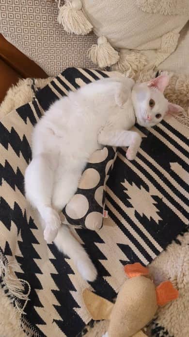 岡田屋鉄蔵のインスタグラム