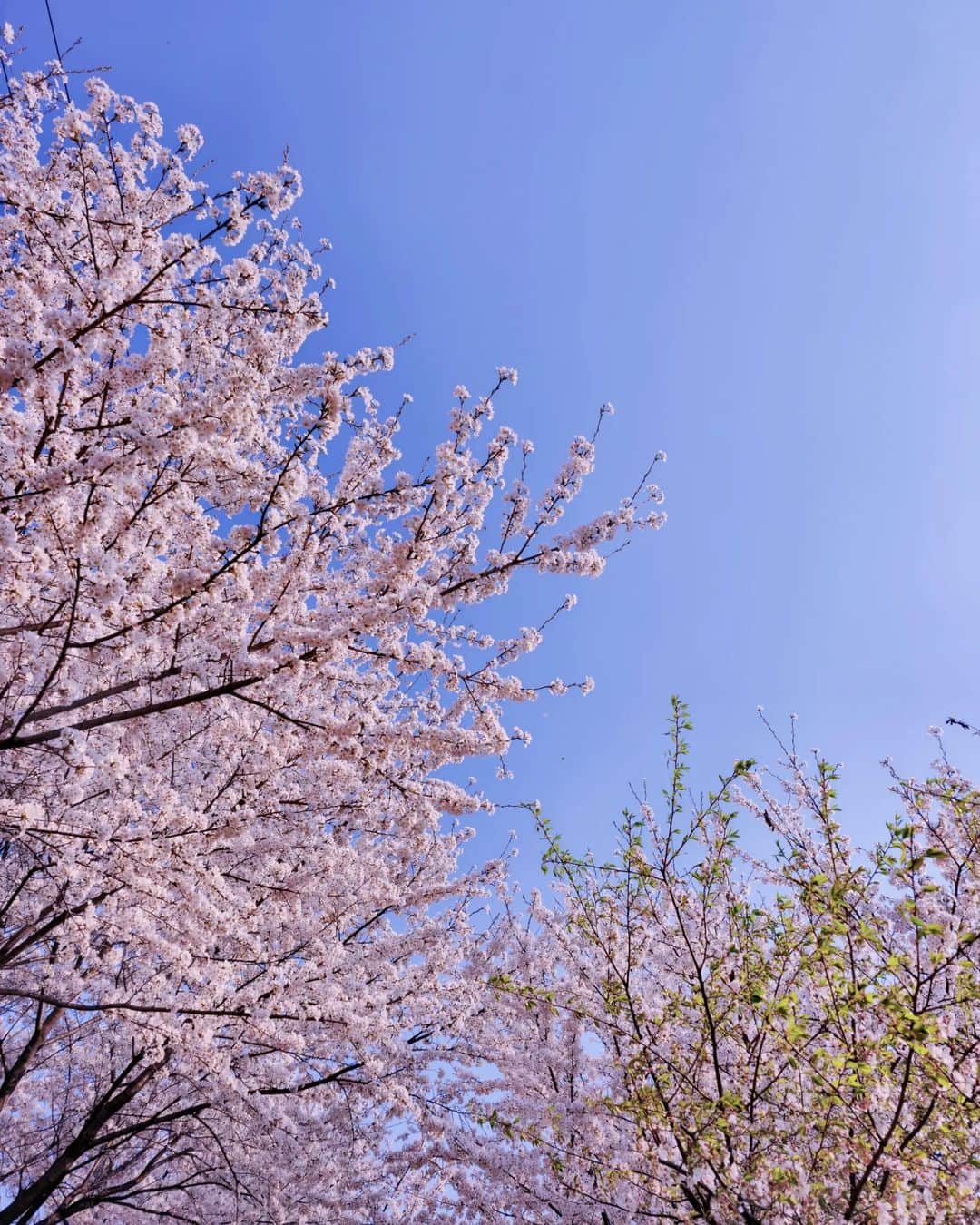 우~~사기다さんのインスタグラム写真 - (우~~사기다Instagram)「벚꽃과 나 그리고 미세먼지 !」4月7日 18時26分 - usagi4242