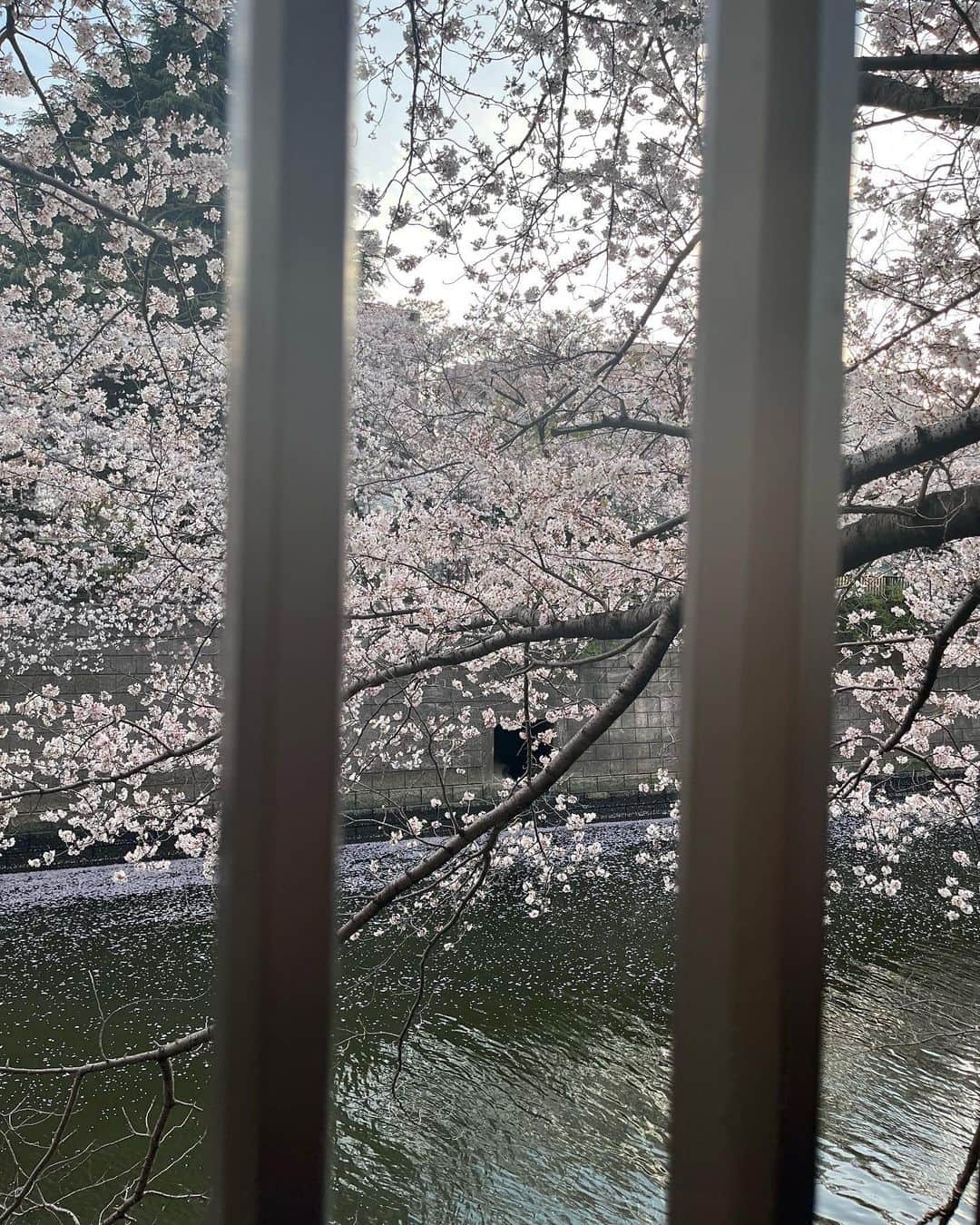 草野星華さんのインスタグラム写真 - (草野星華Instagram)「. 🌸🌸🌸  もう葉桜ですよね。 桜の時期って本当に短くて寂しいです、もう少し頑張って咲いて欲しいと思いながら、美味しいお蕎麦を食べれたので満足です🍜   #草野星華  #🌸」4月7日 18時27分 - ykys410