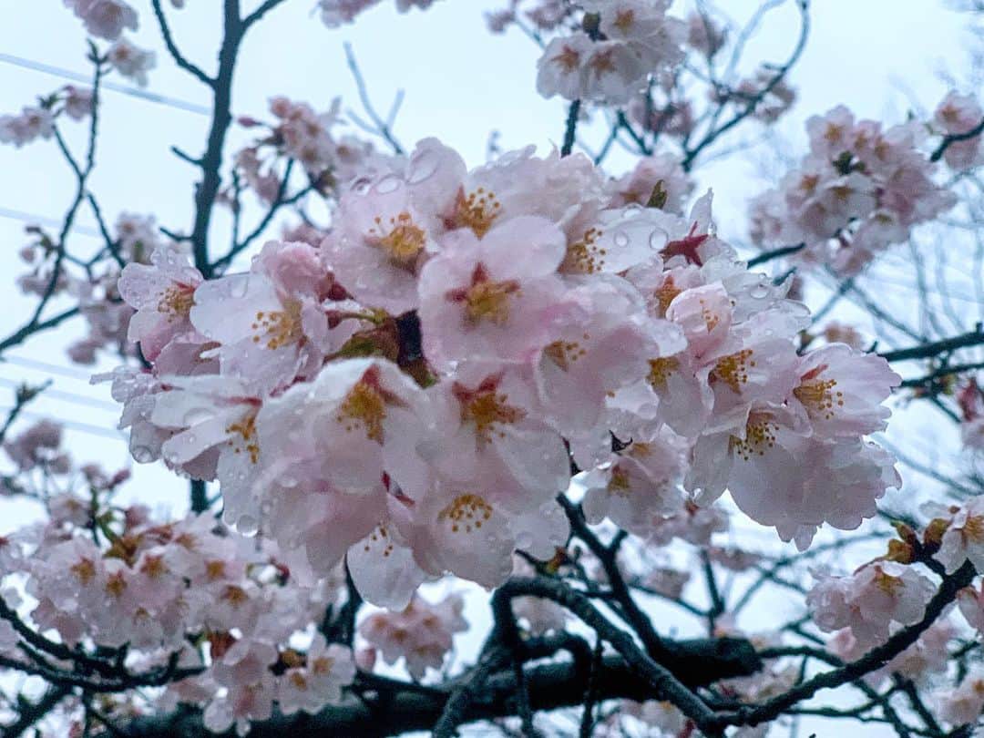 ガーラ・アマノ クリエイティブ部さんのインスタグラム写真 - (ガーラ・アマノ クリエイティブ部Instagram)「ラジオで秋田市が満開になったと言うので 雨だけど帰りに標本木を見に行ってみたらこちらも満開でした🌸 ついこないだ開花したばっかなのに超早い！！💦 千秋公園はあと少しみたいだけど来週末とかもう散っちゃってそう…  お花見できないじゃん！！ 雨やめて！！なんとかして！！ お花見の雲行きが大変怪しくなってきました。。。 今年こそ4年振りのお花見をと思ってるのにー😭  #秋田 #秋田市 #桜 #cherryblossom #🌸 #満開 #満開宣言 #雨模様 #雨 #最悪だ #週末も寒いみたい #日曜日雪マーク #は #お花見したいのに #来週も雨 #なんとかして #ガーラアマノ」4月7日 18時37分 - gala_amano