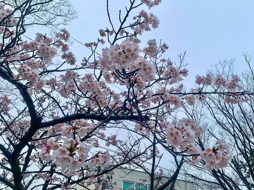 ガーラ・アマノ クリエイティブ部さんのインスタグラム写真 - (ガーラ・アマノ クリエイティブ部Instagram)「ラジオで秋田市が満開になったと言うので 雨だけど帰りに標本木を見に行ってみたらこちらも満開でした🌸 ついこないだ開花したばっかなのに超早い！！💦 千秋公園はあと少しみたいだけど来週末とかもう散っちゃってそう…  お花見できないじゃん！！ 雨やめて！！なんとかして！！ お花見の雲行きが大変怪しくなってきました。。。 今年こそ4年振りのお花見をと思ってるのにー😭  #秋田 #秋田市 #桜 #cherryblossom #🌸 #満開 #満開宣言 #雨模様 #雨 #最悪だ #週末も寒いみたい #日曜日雪マーク #は #お花見したいのに #来週も雨 #なんとかして #ガーラアマノ」4月7日 18時37分 - gala_amano