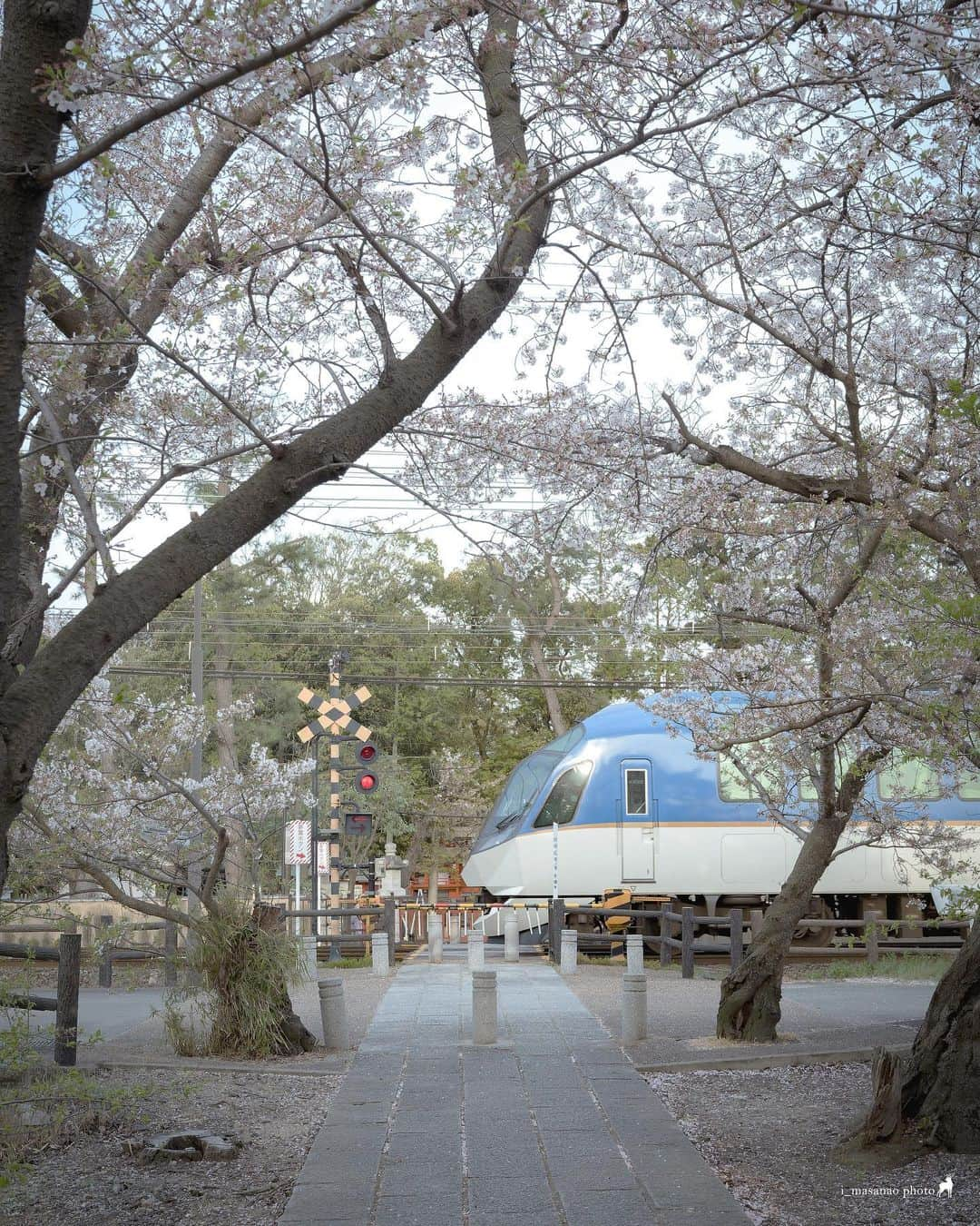 иαяα & куσтσ νιятυαℓ ωσяѕhιρのインスタグラム：「. 桜×電車 . 近鉄電車と散り際の桜 今年は伺ったのが少し遅かったようです。 それではと桜吹雪と電車が撮りたいなと思い 2時間ほど粘りましたが電車通過中にタイミングよく風も吹きませんでした。 運ですね。 観光特急しまかぜ通過中に神風が吹いてくれて桜吹雪が舞うのが理想です。  ＝＝＝＝＝＝＝＝＝＝＝＝＝＝＝＝＝＝＝＝＝  Location：Nara Japan Gear：SONY α7Ⅲ Lens：TAMRON 20-40mm F2.8 Di III VXD  Please share and follow my page. @i_masanao  ＝＝＝＝＝＝＝＝＝＝＝＝＝＝＝＝＝＝＝＝＝  #桜🌸 #桜並木 #近鉄電車 #近鉄特急 #鉄道風景 #奈良の風景 #鉄道風景写真 #特急しまかぜ #鉄道のある風景 #奈良県景観資産 #わたしは奈良派 #観光特急しまかぜ #伊勢志摩ライナー #伊勢志摩ライナー赤 #photo_jpn #team_jp_ #wu_japan #nipponpic #lovers_nippon #retrip_nippon #japan_of_insta #japan_daytime_view」