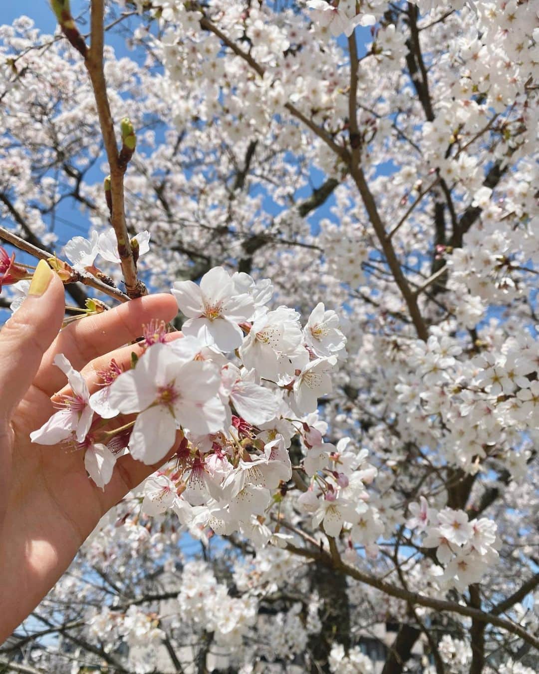 けいこのインスタグラム：「今年もたくさん感動させてもらった☺️🌸」