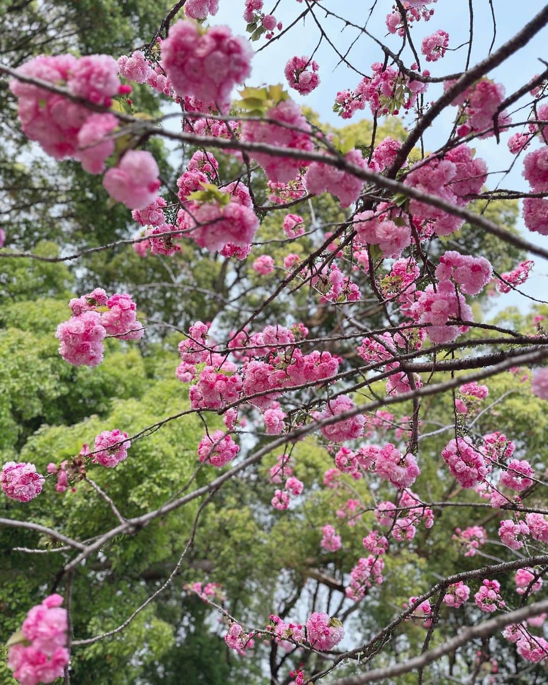 らむめろさんのインスタグラム写真 - (らむめろInstagram)「🌸 ⁡ 綺麗なピンクの桜🌸*･ 福禄寿っていうんやって♡ ⁡ ⁡ ⁡ #お花見 #ピクニック #福禄寿 #フクロクジュ #サトザクラ #里桜 #CHERRYBLOSSOM #上野公園 #上野 #スライム #ドラクエスライム #スライム好き #スライムがあらわれた #ドラクエ」4月7日 19時01分 - ramumero_