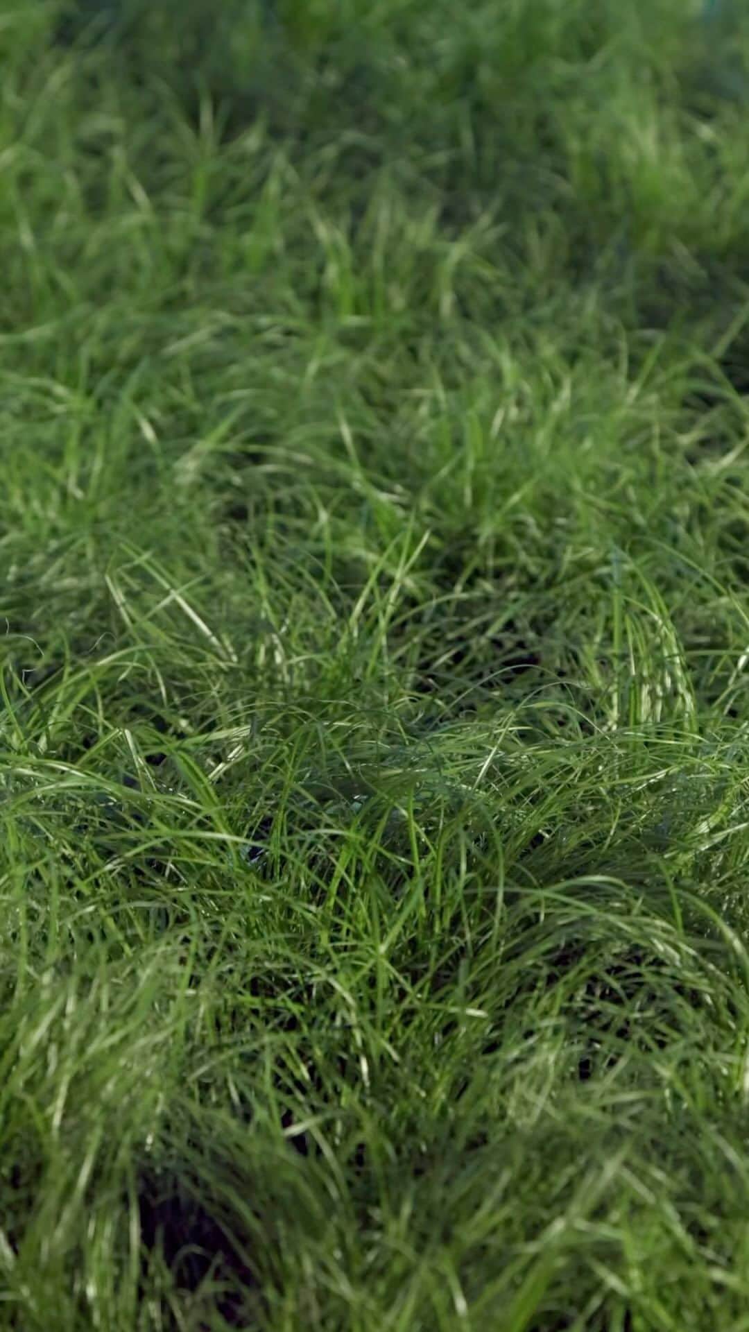 のインスタグラム：「In the long grass… …the slightest of rustles. Could a Freesia candle be secreted there? Calling all egg-hunt explorers with a practiced eye…  #diptyque #diptyqueparis」