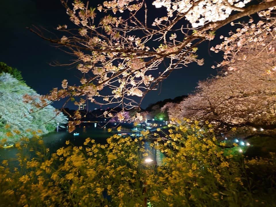 日下裕江さんのインスタグラム写真 - (日下裕江Instagram)「好きなアングル📸  毎回千鳥ヶ淵に来るたびに 好きなスポット 好きなアングルで撮っちゃう♪  何度来ても 何度見ても そこからの眺めがいつも美しいんだと思う🌸✨  夜桜でも 変わらず同じ場所で撮ってた  昼も夜も違う顔だけれど、 それでも何度見ても美しい✨  #千鳥ヶ淵の桜 #千鳥ヶ淵 #夜桜 #夜桜ライトアップ #千鳥ヶ淵ライトアップ #お花見 #美しいスポット #映えスポット」4月7日 19時11分 - hiroe___h
