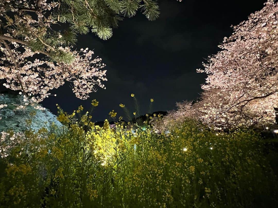 日下裕江さんのインスタグラム写真 - (日下裕江Instagram)「好きなアングル📸  毎回千鳥ヶ淵に来るたびに 好きなスポット 好きなアングルで撮っちゃう♪  何度来ても 何度見ても そこからの眺めがいつも美しいんだと思う🌸✨  夜桜でも 変わらず同じ場所で撮ってた  昼も夜も違う顔だけれど、 それでも何度見ても美しい✨  #千鳥ヶ淵の桜 #千鳥ヶ淵 #夜桜 #夜桜ライトアップ #千鳥ヶ淵ライトアップ #お花見 #美しいスポット #映えスポット」4月7日 19時11分 - hiroe___h
