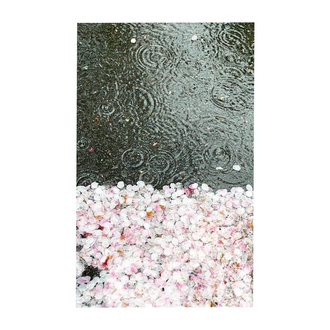 楓ゆきさんのインスタグラム写真 - (楓ゆきInstagram)「⁡ ⁡ ⁡ 　　　𝚁𝚊𝚒𝚗𝚢 ⢄ ⁡ 　　　　　𝙻𝚒𝚔𝚎 𝚒𝚝⢄⢀⢀☂︎ ⁡ ⁡ 　　 　　桜の花びら濡れて集まってクリムトみたい𓂅 　　明日にはもうこの色彩はみられないですよね 　　みられてよかった。綺麗でした❀ ⁡ 　　潤った葉っぱに花びらが♡  　　可愛い 𓂃 ⁡ 　　雨の日も外に出てみるもんだな𓂃🥹 　　　 　　 ⁡ ⁡ #れいにー#雨模様 #うる艶#潤ツヤ#葉っぱと花びら #クリムト画集みるの好きです #美術館行きたくなりました」4月7日 19時23分 - yuki_kaede.tan